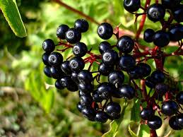 What can you sell on Wildberries